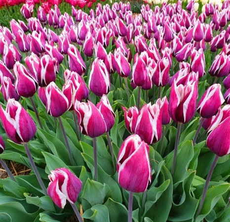 Ordering tulip bulbs
