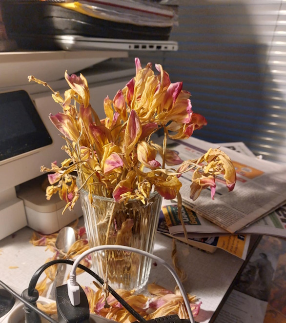 Noble Wrinkles – A Hymn to the Withering&nbsp;Tulip