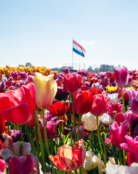 Tulip Season in Full Bloom